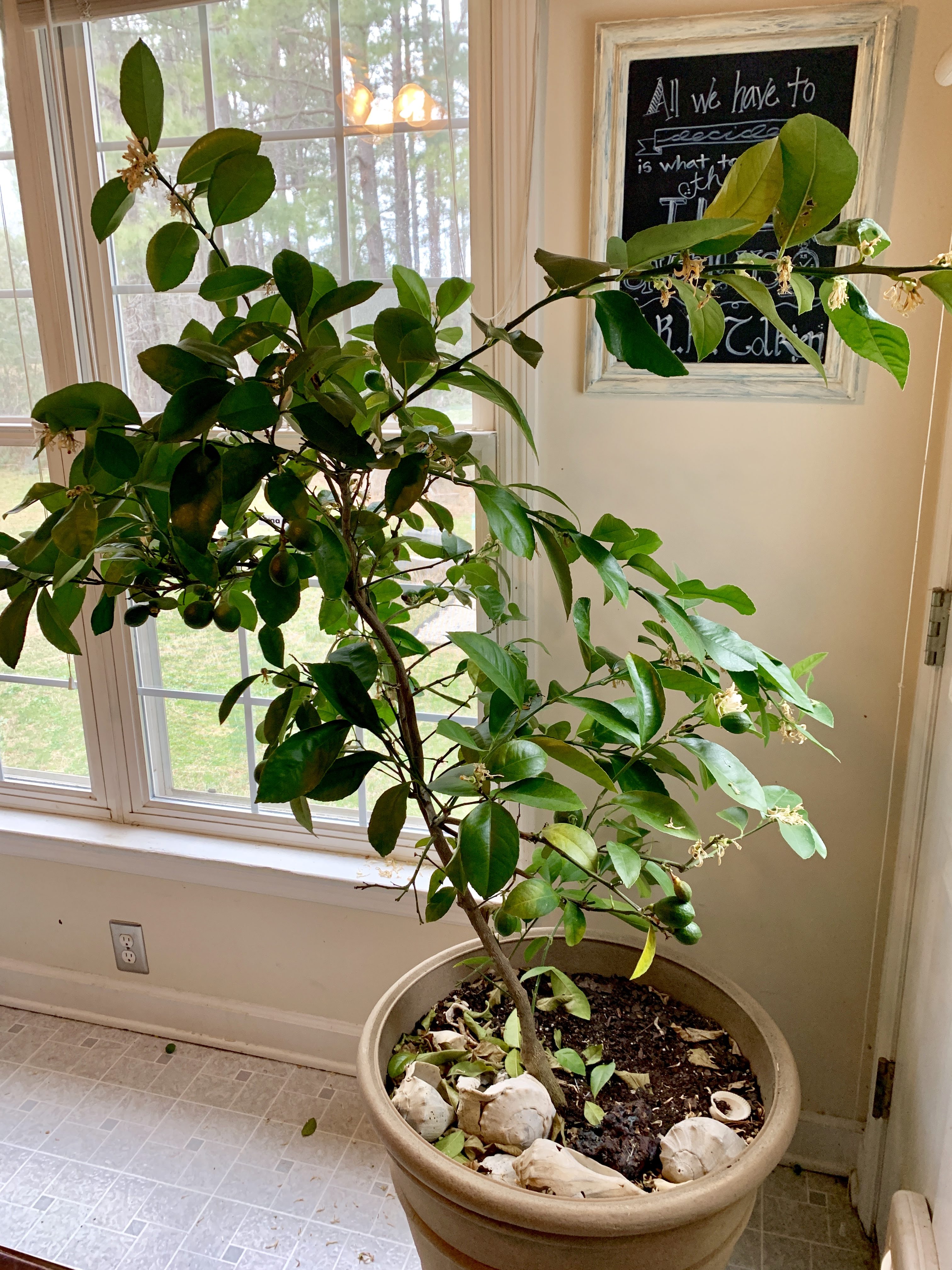 Meyer Lemon